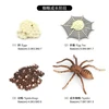 2405 Ciclo de vida de la araña