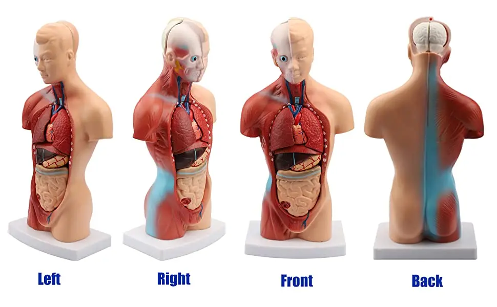 Human Body Model - 15 Parts Removable Anatomy Teaching Tool