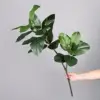 Ficus du Bengale 2 fourchettes