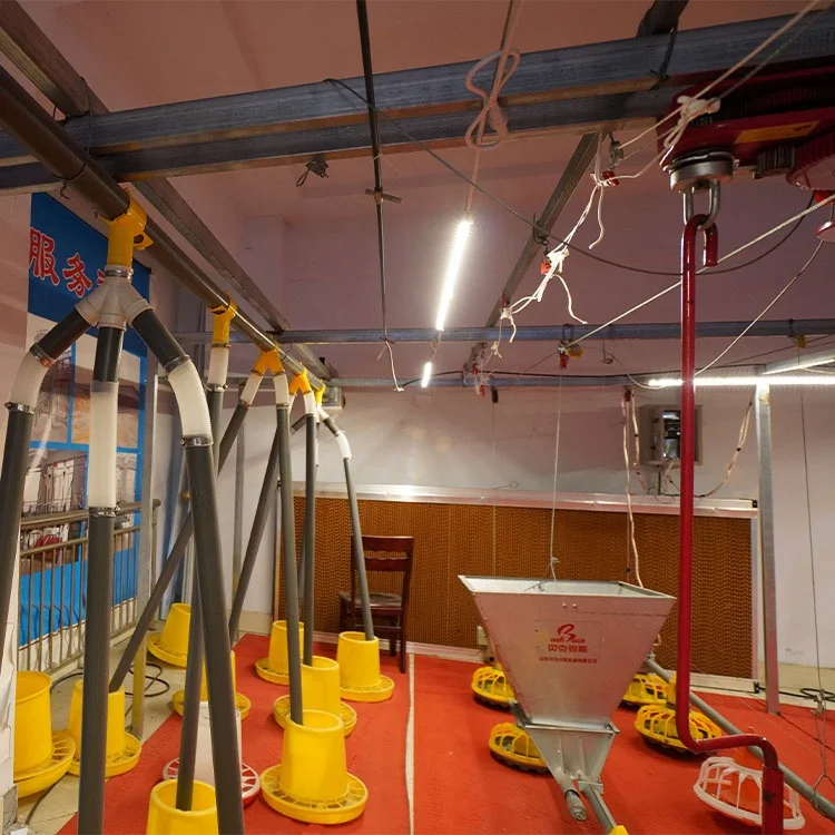 Оборудование для курятника птицефермы система подачи и питья цыплят простые кормушки