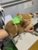 La bague brune prédisposée à la main tourne la queue