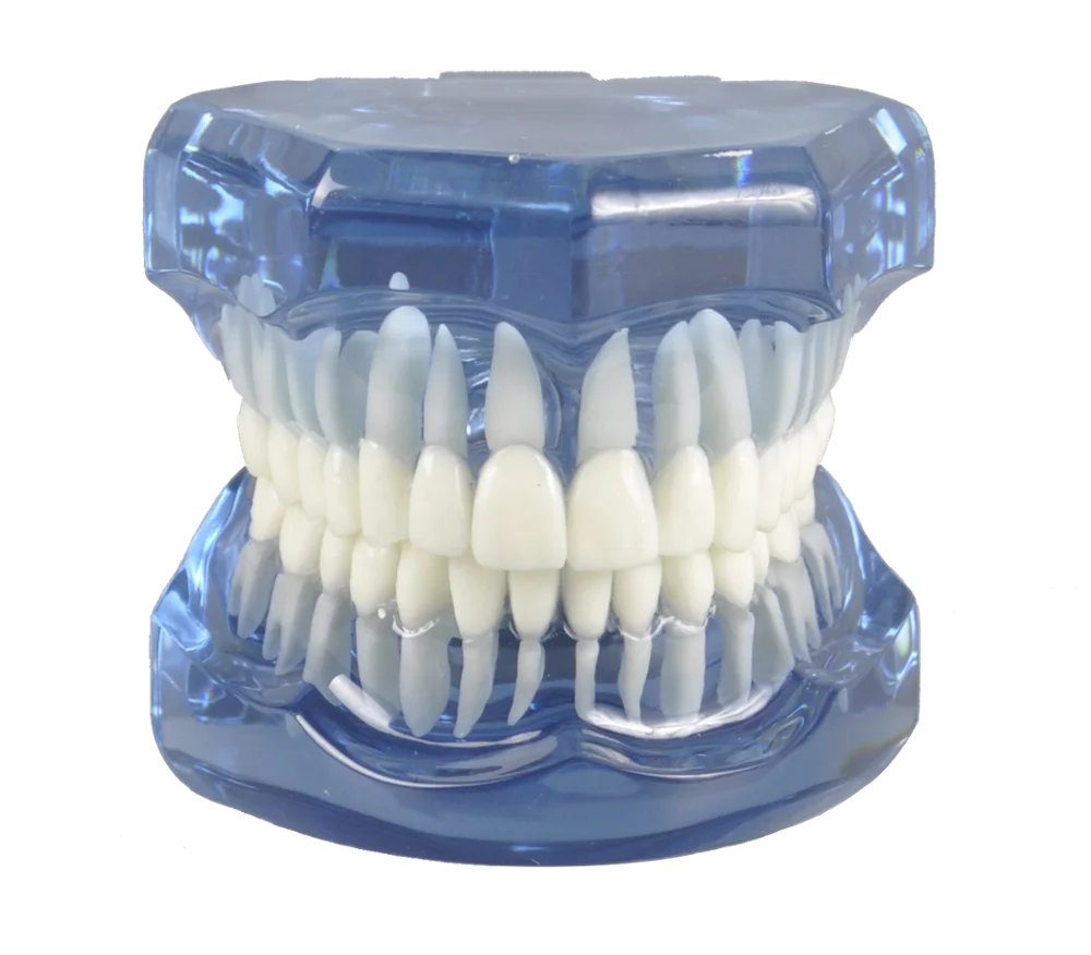 A7001 Transparent Color Standard Model Teeth Model for Brackets Demonstration
