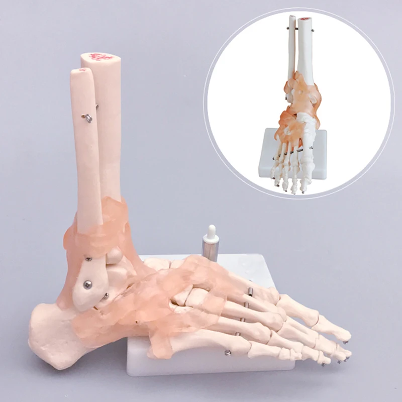30x18x11cm Human Skeleton Model , Pvc 0.8kg Anatomical Foot Model