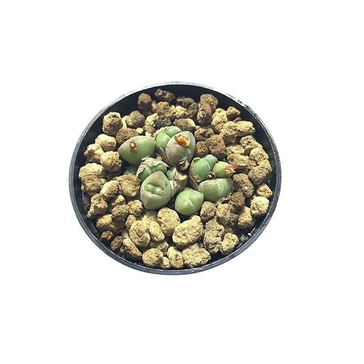 wholesale live  mini live succulent plants lithops plant exquisite style can be used for interior decoration