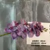 Mj phalaenopsis