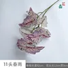 11 Lluvia de primavera JH Rosa púrpura