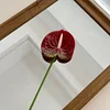 Anthurium - Wine Red