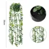 Eucalyptus Double Green - with Pot