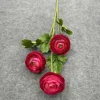 Ranunculus 7