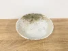 Kobiki (สีขาวและสีน้ำตาล)