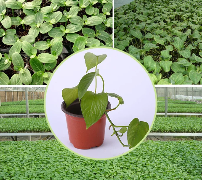 Пластиковый горшок для