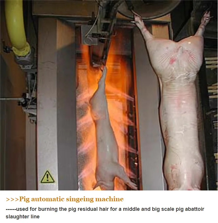 Complete Pig Slaughter Line Solution | Customized Turnkey Packages