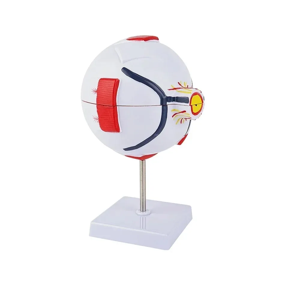Low Price Anatomical Eye Model Medical Learning and Teaching Instrument Medical Science Teaching Resources Eyelid 6 Times