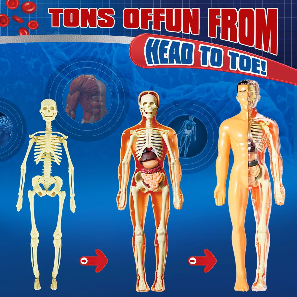 Human Skeleton Organs Model Removable Parts 3D Human Body Model Anatomy Model Skeleton Educational Science Toys for Kids
