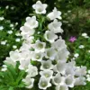 Blanc à un seul pétale