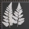 MH687 Deersfoot Fern 7-10cm white 6pcs