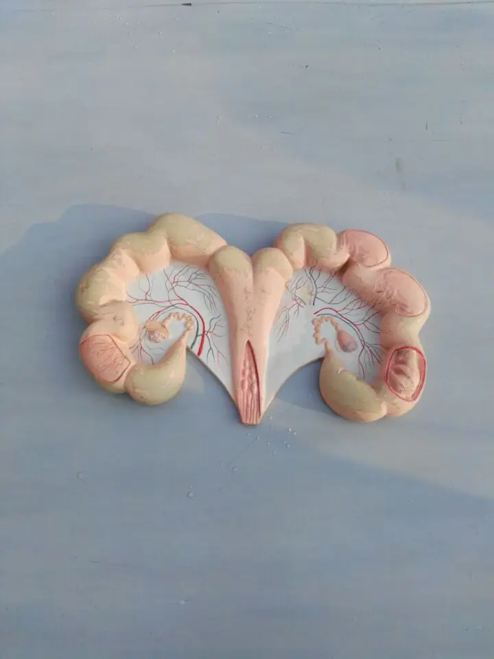 Veterinary Anatomical Model of Pig Uterus Medical Science Product
