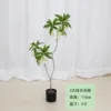 Elaeocarpus hainanensis Oliver