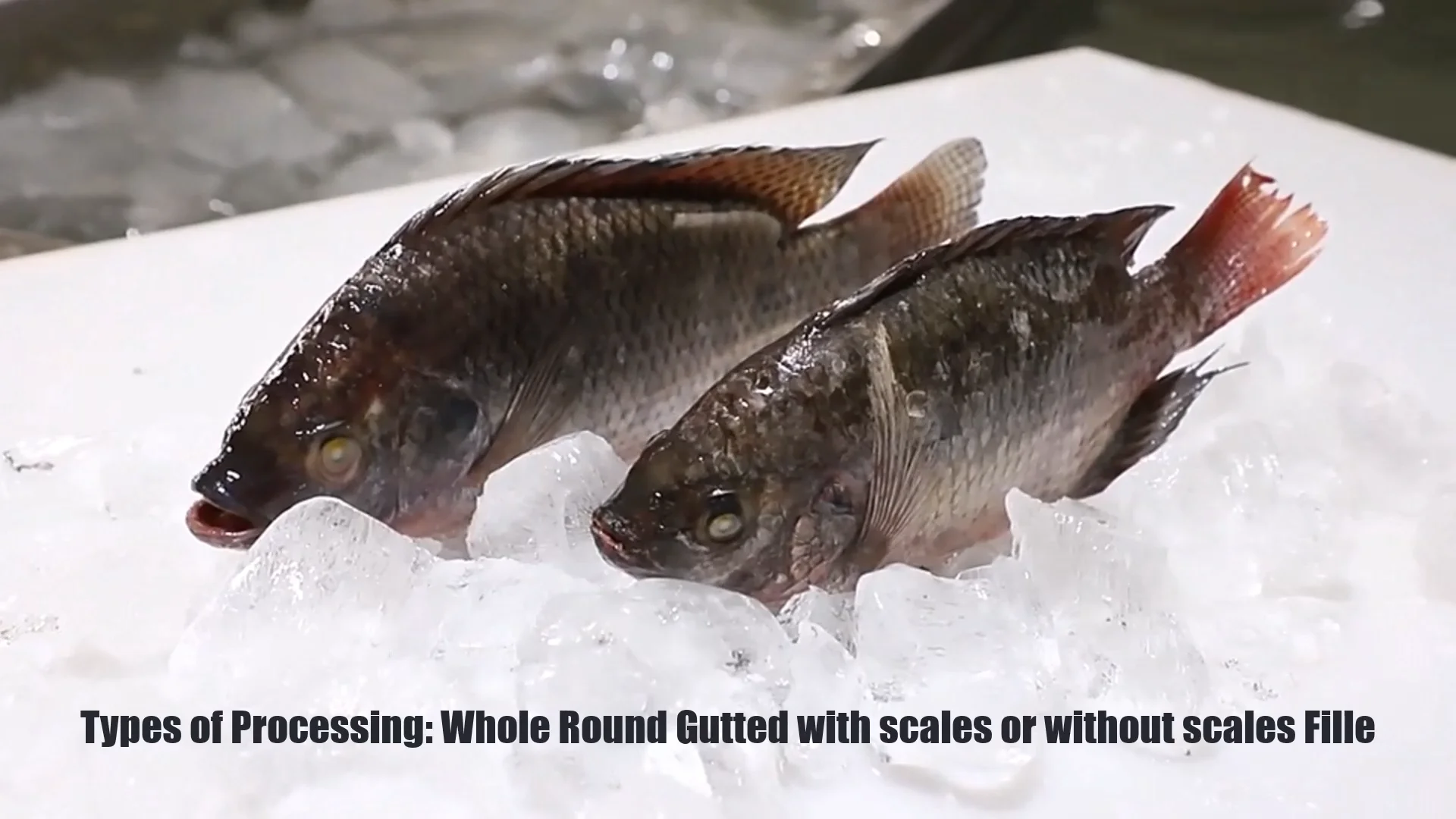 Frozen Alive Tilapia Whole Round Fish With Iqf Bulk Products Supplied