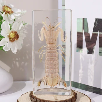 Real Animal Crystal Paperweight Acrylic Mantis Shrimp  Resin Specimen Educational Tools for Teaching