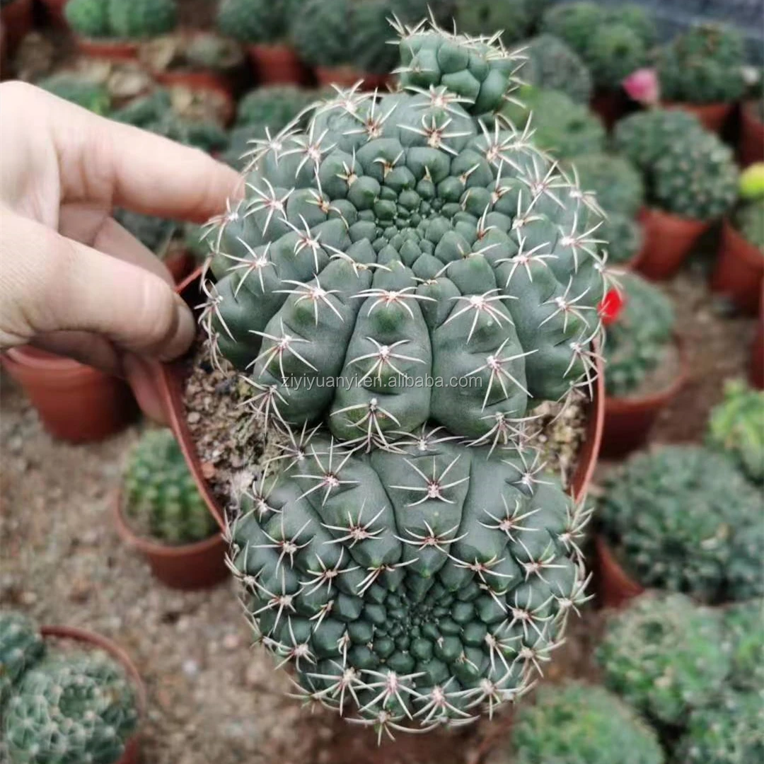 Wholesale Cactus Gymnocalycium Baldianum Multi Heads Natural Plant Real Cacti For Thailand For Home Garden Decoration Buy Gymnocalycium Live Plants Plants Indoor Product On Alibaba Com