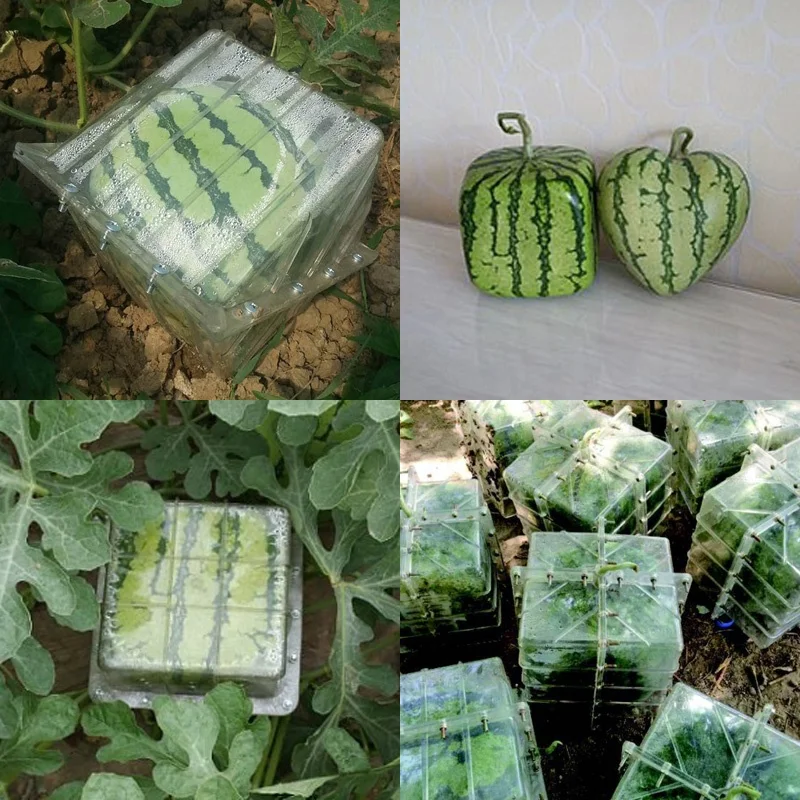 square watermelon mold