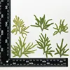 MH715 Juanbai Natural green