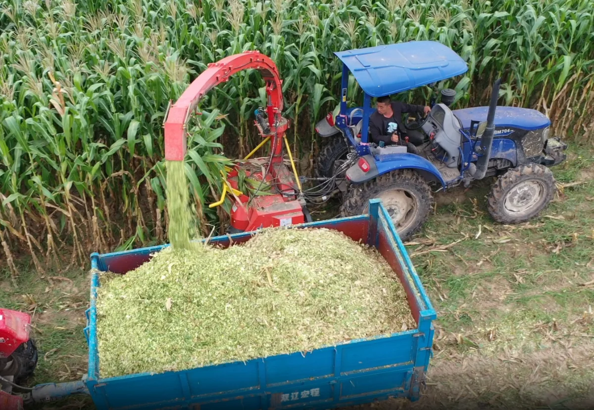 Foraging Machine Double Rows Tractor Mounted Silage Forage Harvester Machine