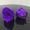 viola intenso