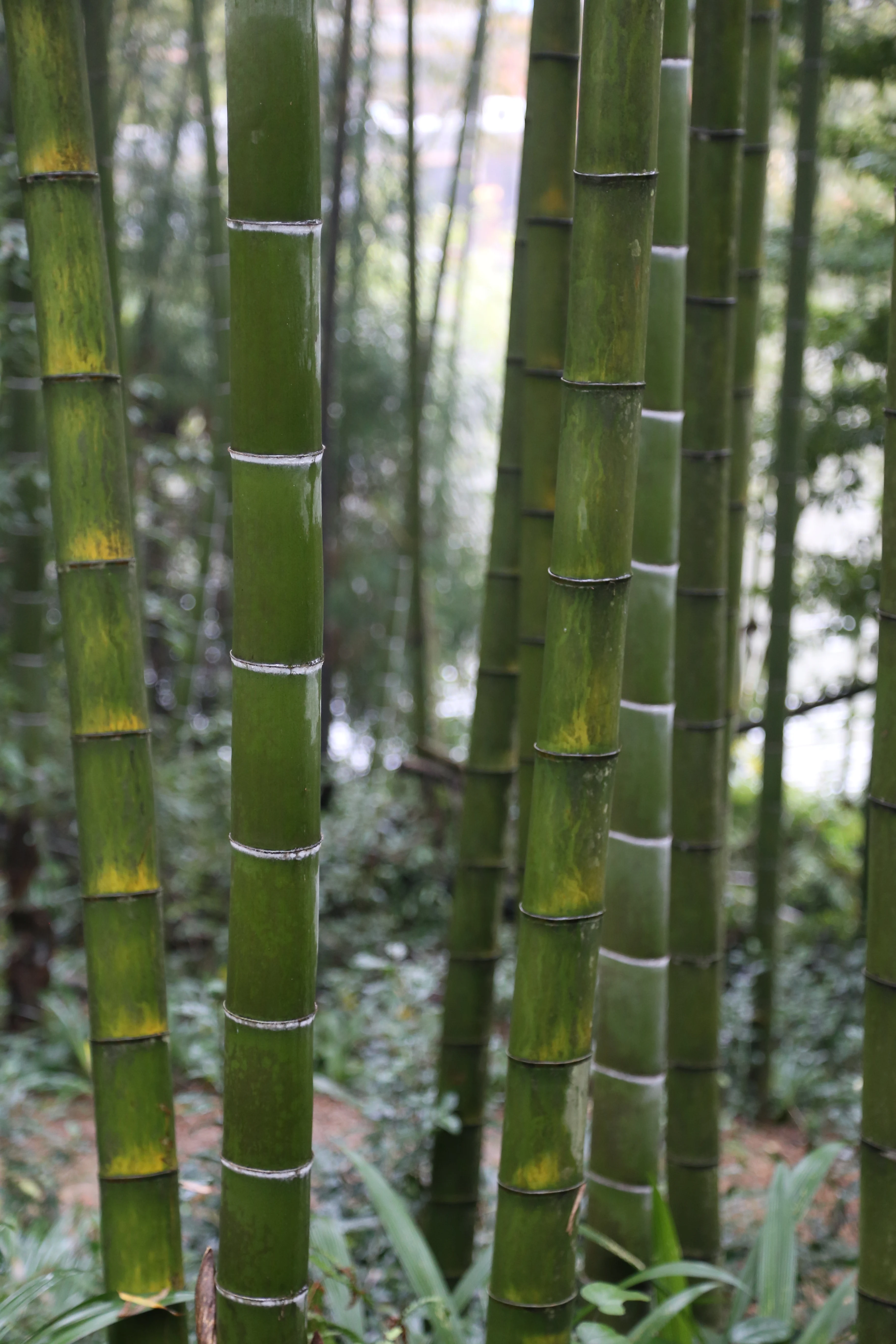 Бесплатная доставка, 1000 семян бамбука гигантского Моса