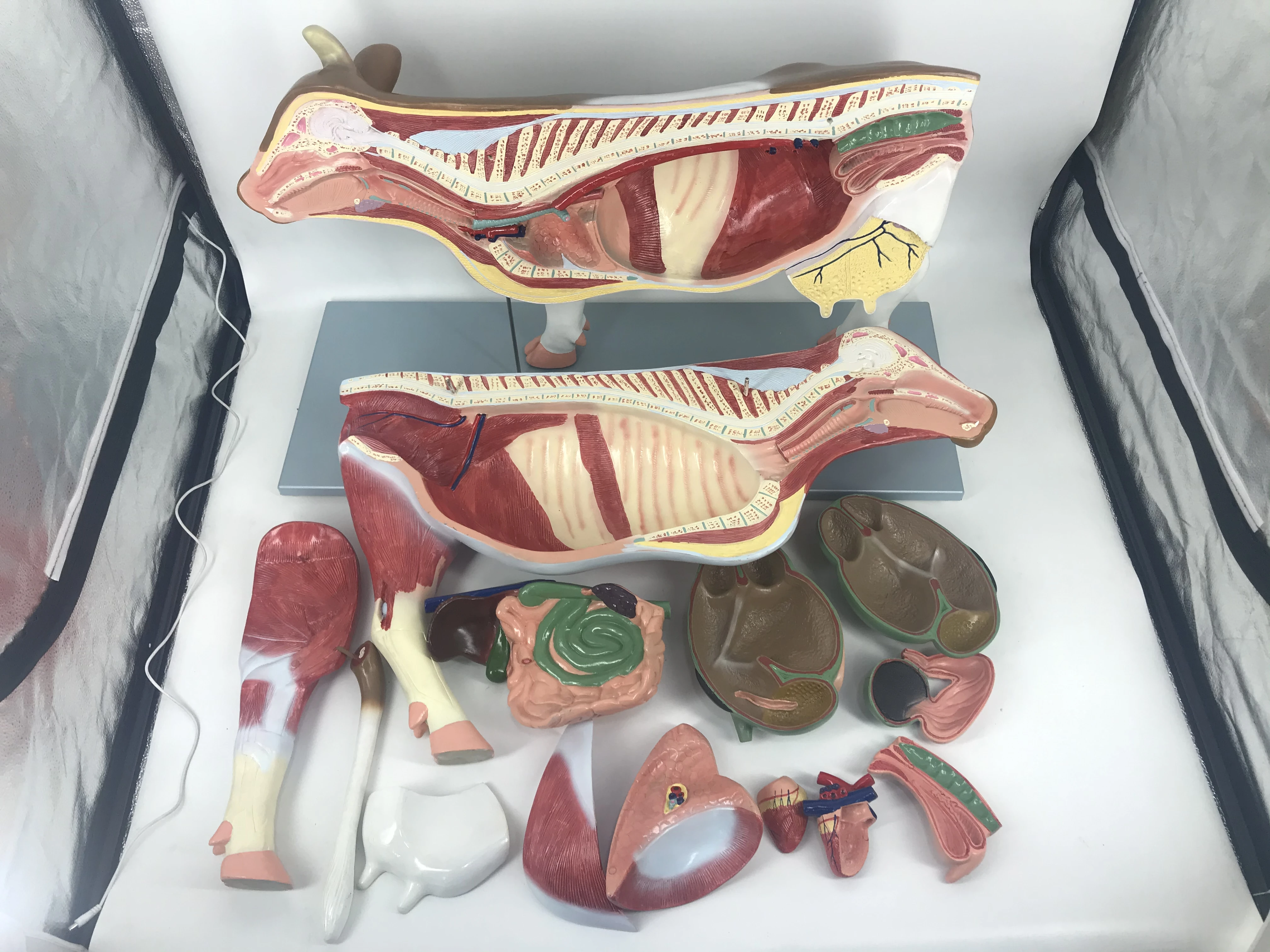 Educational Cow Anatomy 3D PVC Model Medical Anatomic Livestock Skeleton for Acupuncture Free Cow Anatomical Animals Model