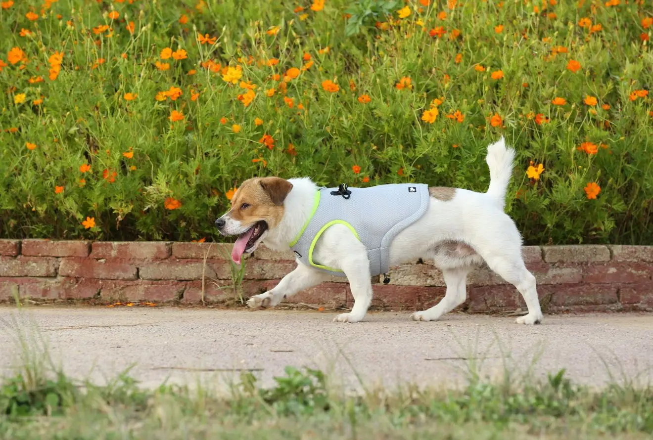 Summer Big Size Dog Vests Fashion Designer Pet Clothes Pet Accessories