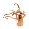 Racines d'arbre en bois enfoncé