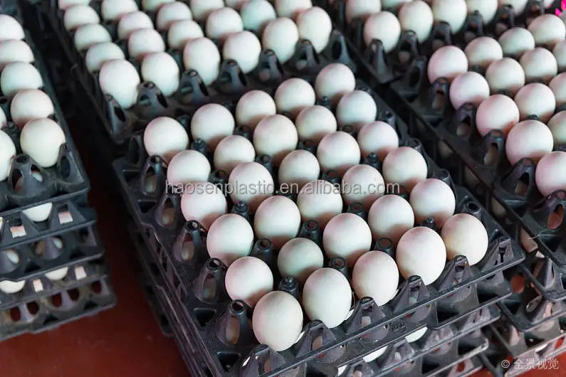 Large Plastic Egg Storage Tray For Sale Egg Transport Plastic Divided