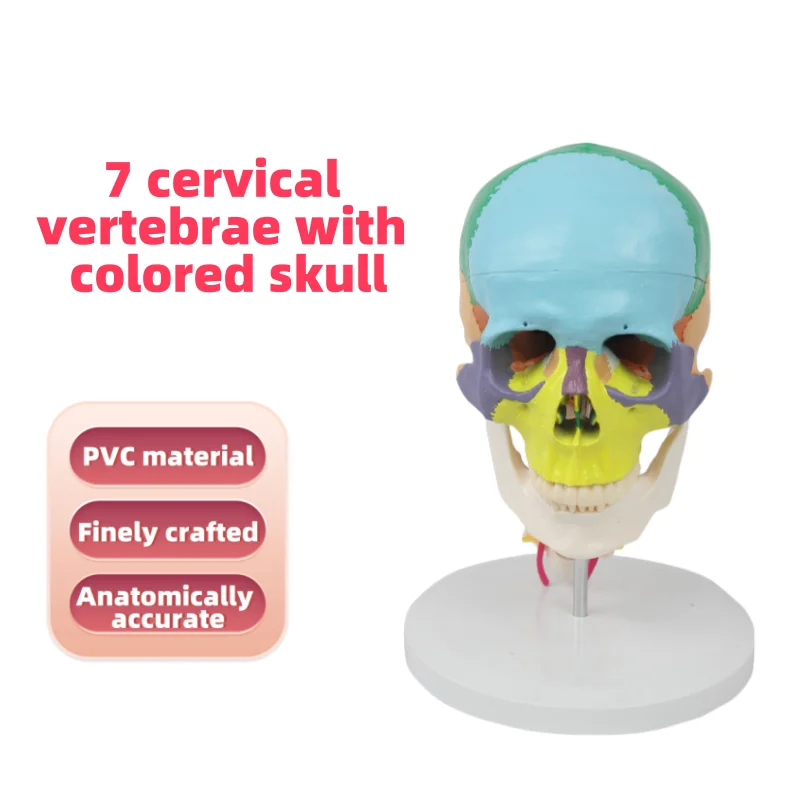 4D Assembly PVC Human Anatomy Model Medical Science Brain Structure ...