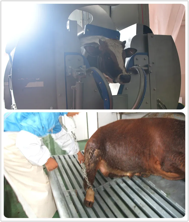 Cow slaughtering machine with complete slaughterhouse livestock slaughterhouse cattle muslim kill box