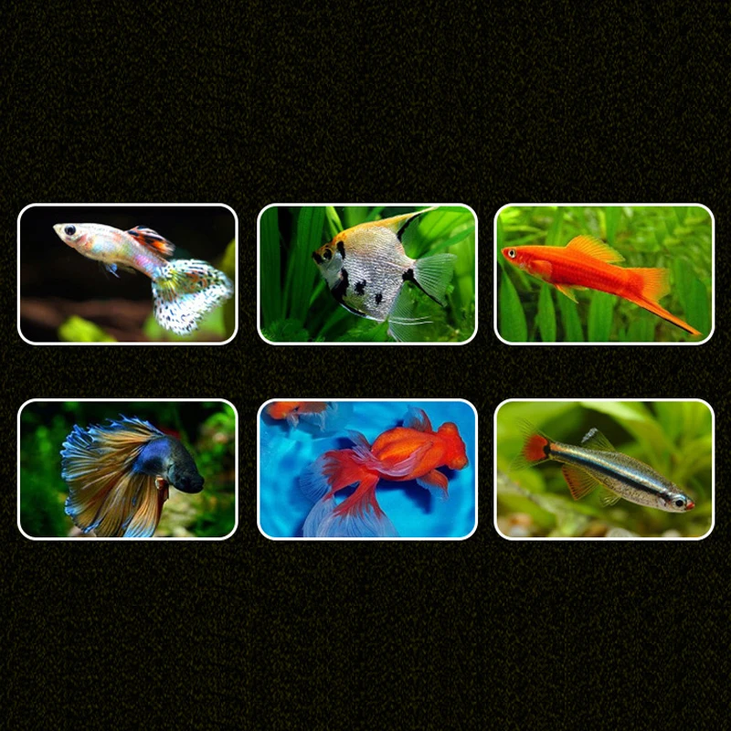 
 Мелкие тропические рыбки, хлопья для корма мелкой рыбы, корм для рыбы, хлопья для корма, гранулы для корма, хороший Пекинский цвет  