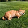Cane arancione1
