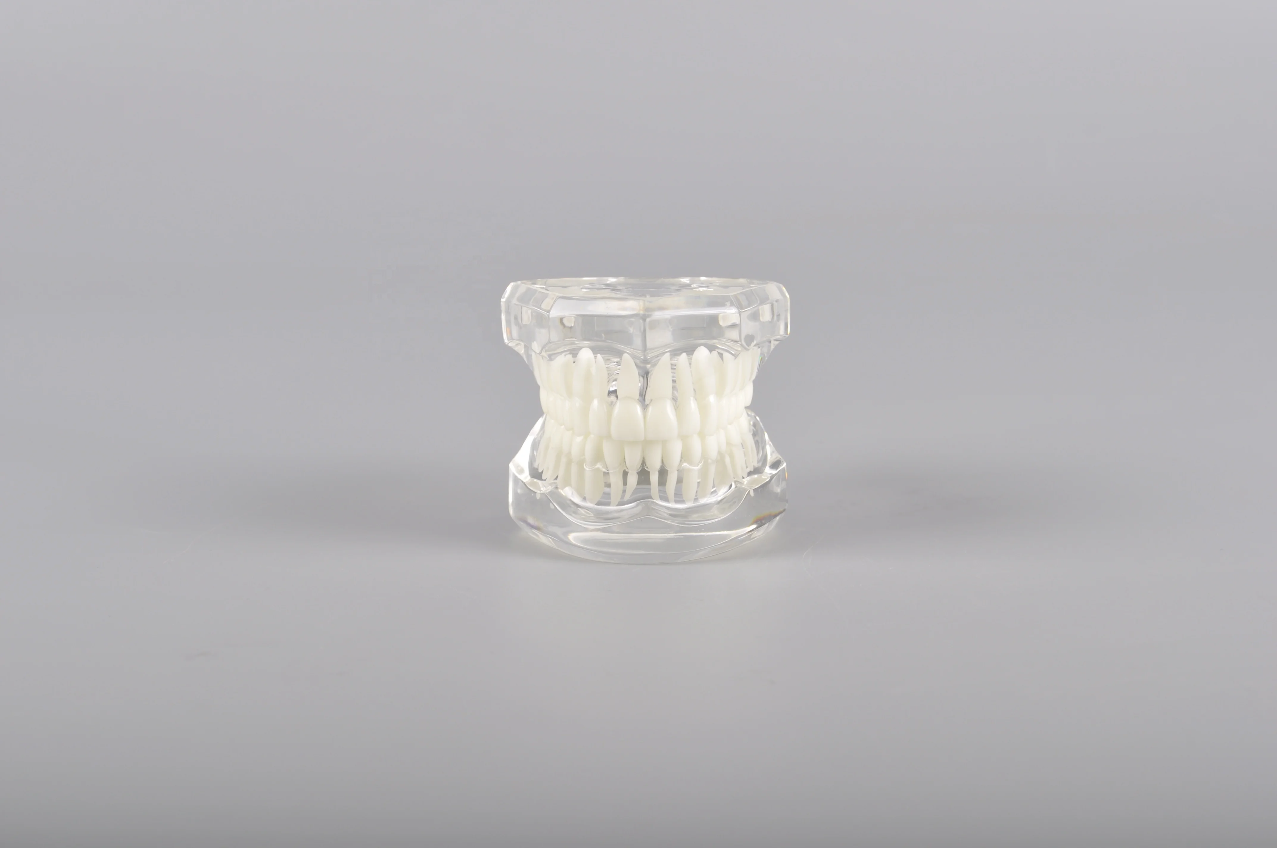 A7001 Transparent Color Standard Model Teeth Model for Brackets Demonstration