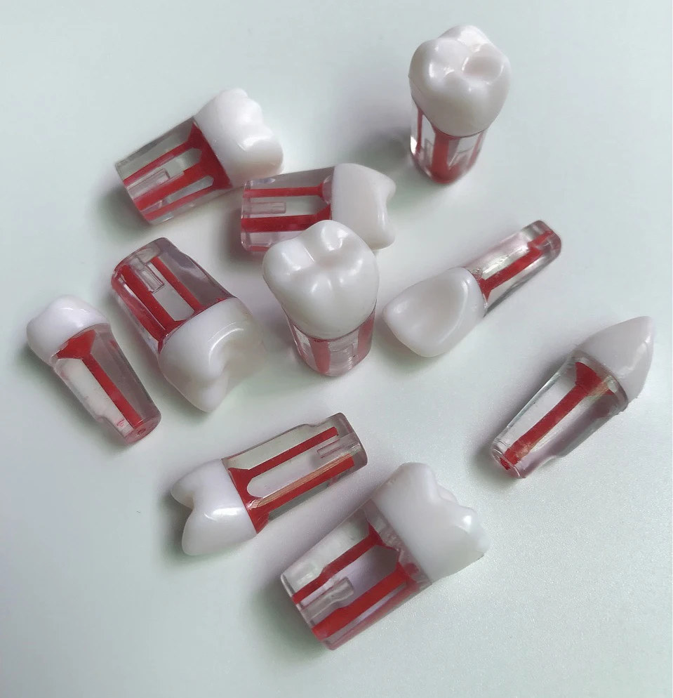 Стоматологическая модель оральной практики прозрачного корня и полости пульпы зубных гранул Модель корневых зубов