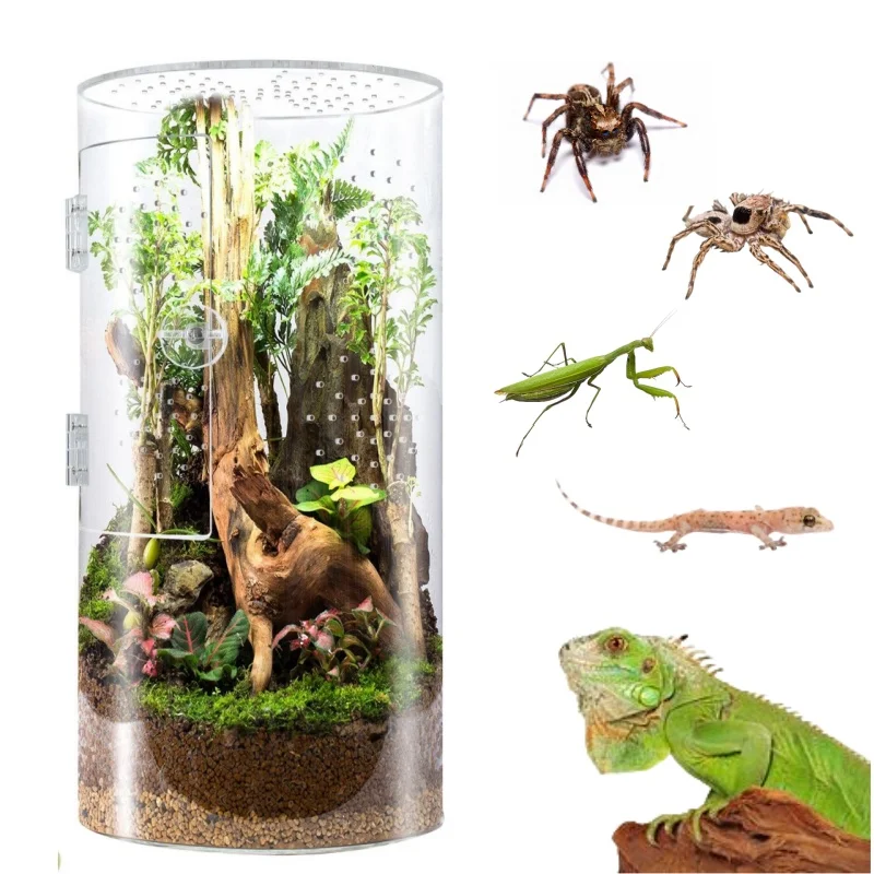 Wholesales Custom Acrylic Reptile Bio Cylinder Terrarium