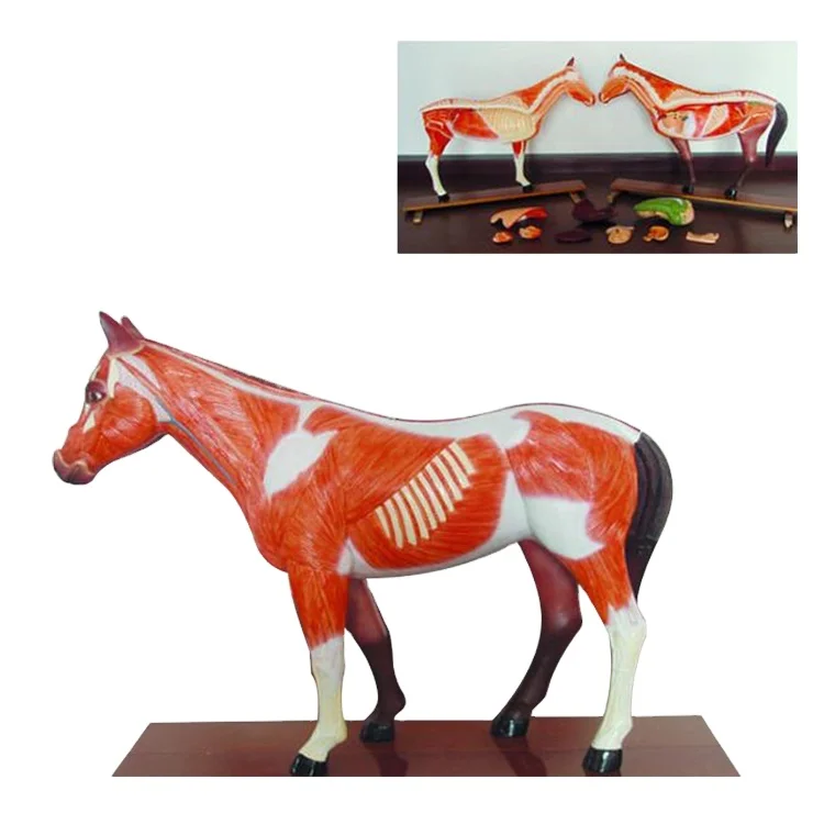 Medical Science Horse Pig Cow Dog Cat Animal Anatomy Model Model - Buy Animal  Anatomical Model,Anatomy 3d Model,Animal Skeleton Anatomy Model Product on  