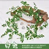 Victoria Rose Vine - Blanco