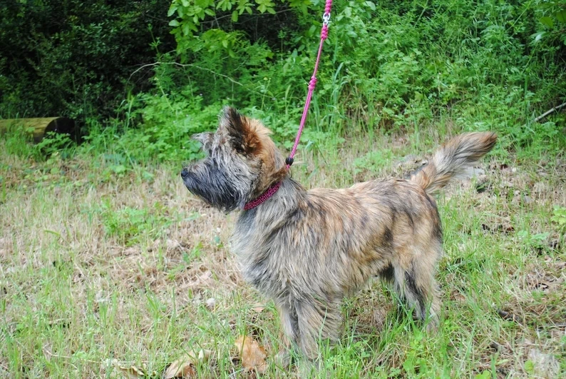 Bling Bead Show Leash Thin Small Dog Dogshowleashes Profesional Dog