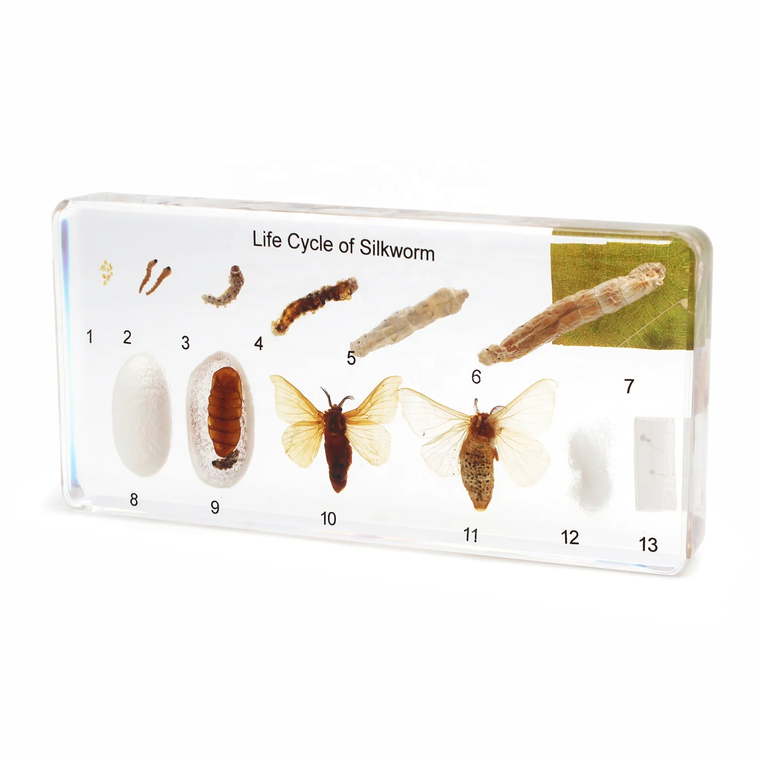 Life Cycle of Silkworm Unique Real Biological Teaching Aids of Insect Collection  Resin Specimen Handicrafts