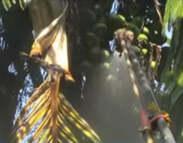 Areca Nut Harvester Carbon Fiber Sprayer Supari Plucking Rod