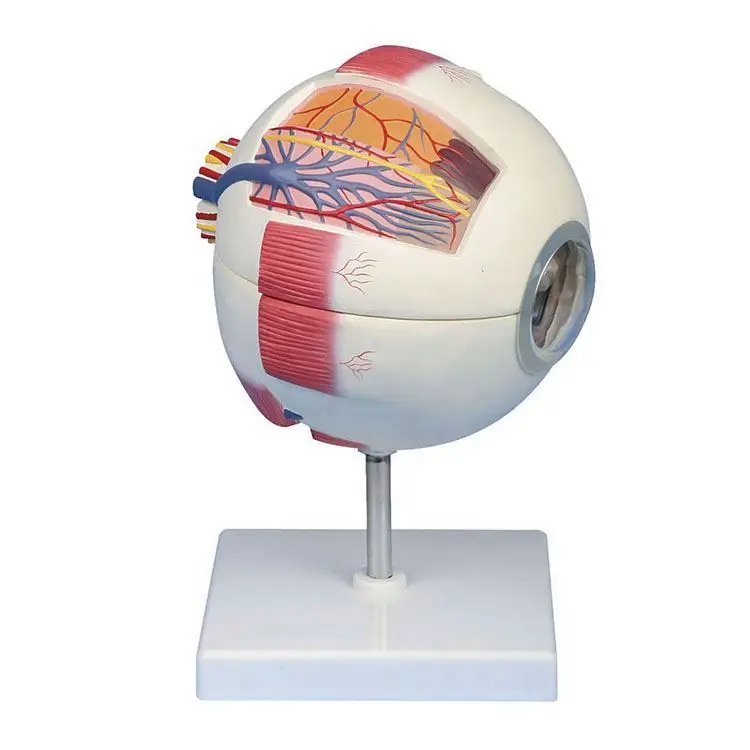 16.5*19.5*16.5cm 6X Life Size Anatomical Detachable Eye Model With orbit