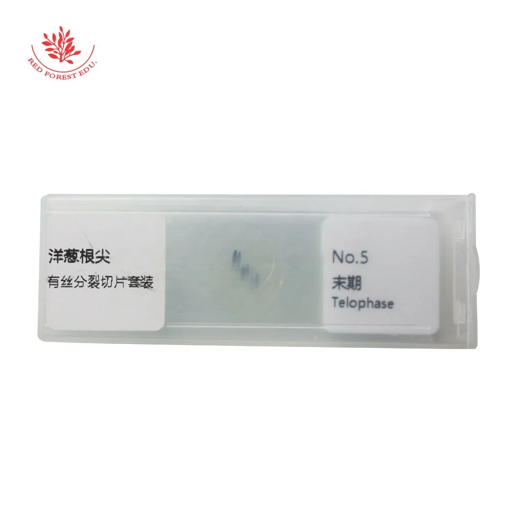 Prepared Microscope Slides Onion Root Tips Cell Mitosis 5 Pcs Set Showing All Stages Clearly for Plant Genetics Biology Science