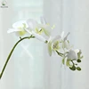Noyau blanc jaune
