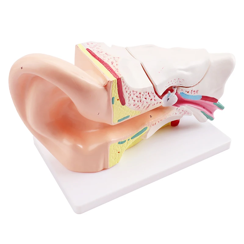 Человеческая 6 раз анатомическая модель уха для медицинского инструмента
